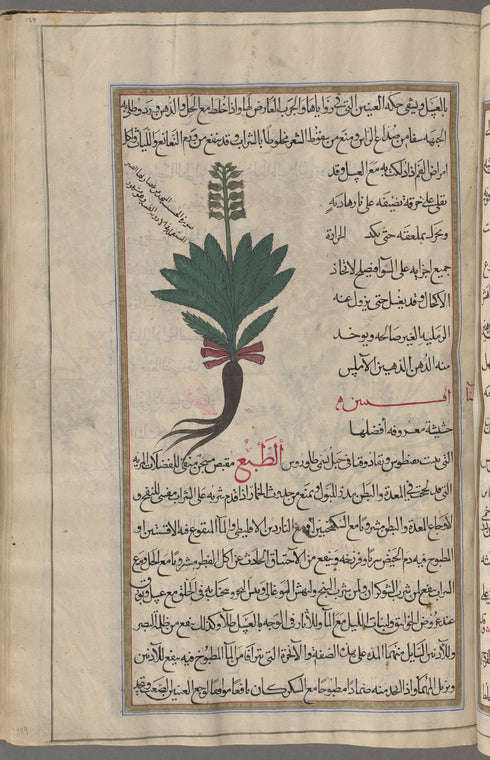 Aloe (Aloe vera), ailuwây [n.p.]