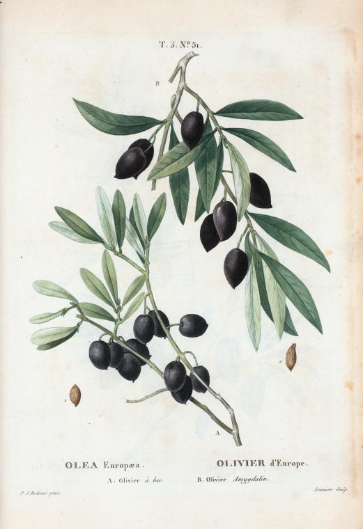 Olea Europæa = Olivier d'Europe. A. Olivier à bee. B. Olivier Amygdalin.