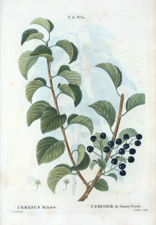 Cerasus mahaleb = Cerisier de Sainte Lucie. [English cherry, Rock cherry, St. Lucie cherry]