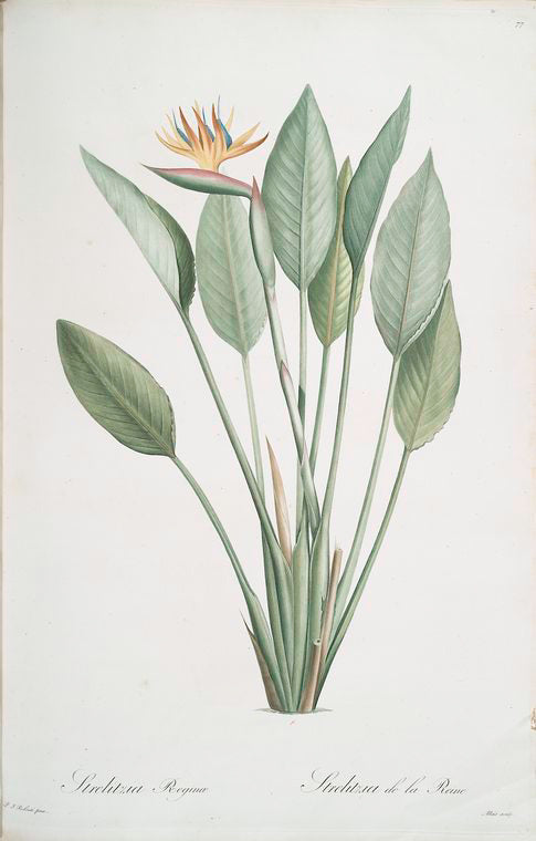 Strelitzia Reginae