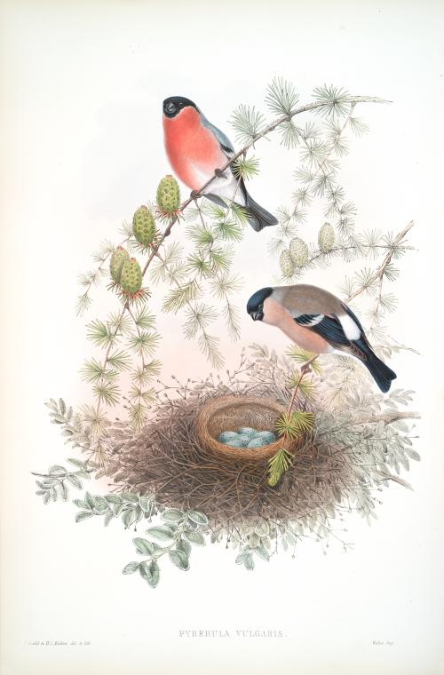 Pyrrhula vulgaris. Bullfinch.