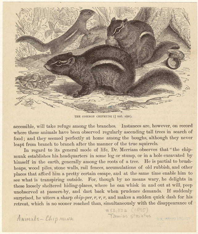 The common chipmunk