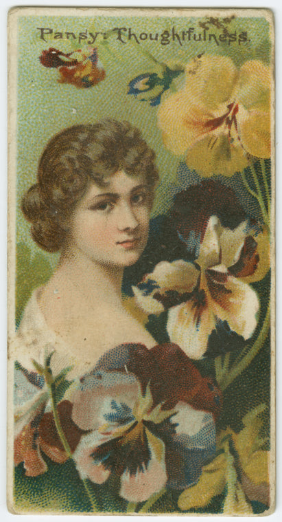 Pansy, thoughtfulness.