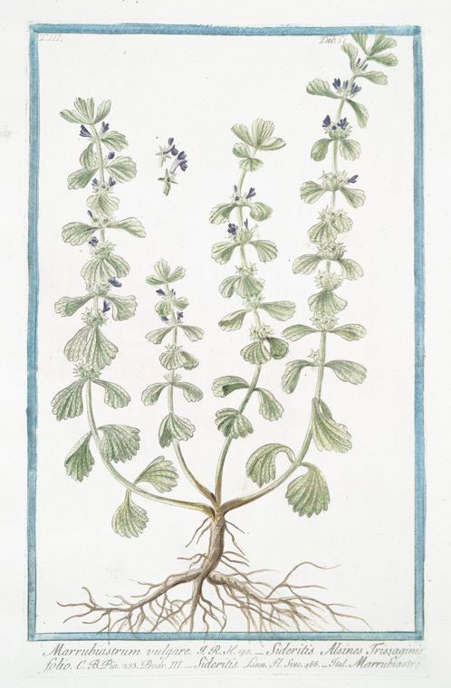 Marrubiastrum vulgare = Sideritis Alsines Trissaginis folio = Sideritis = Marrubiastro. [Ironwort]