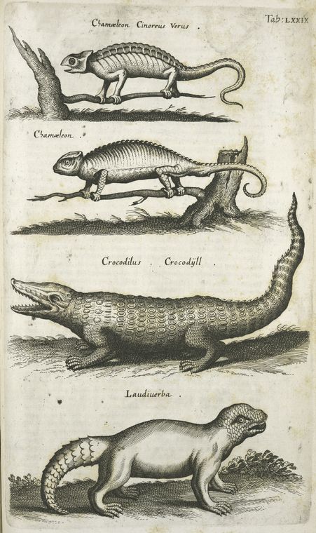 Chamæleon Cinereus Verus; Chamæleon; Crodilus, Crodÿll; Laudiuerba.