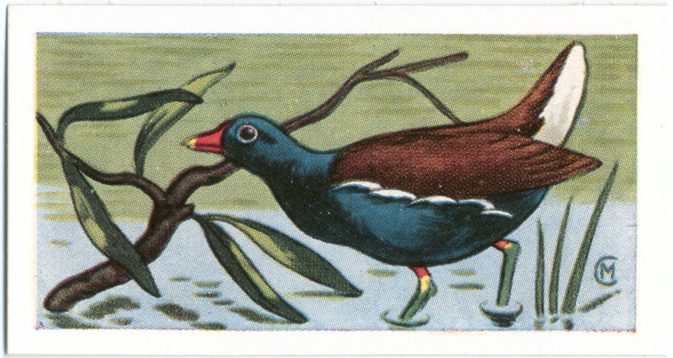 The Moorhen.