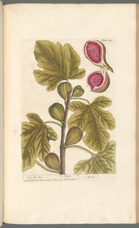 The fig tree