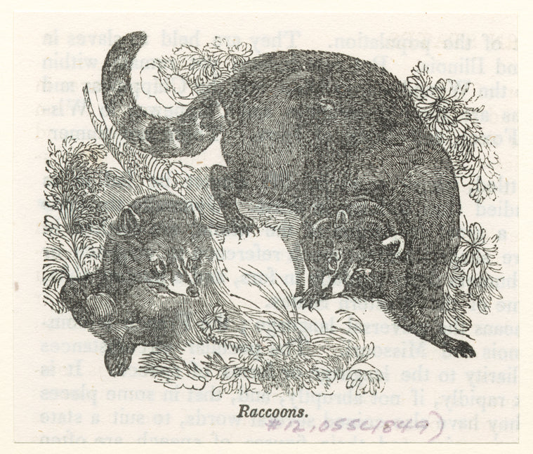 Raccoons