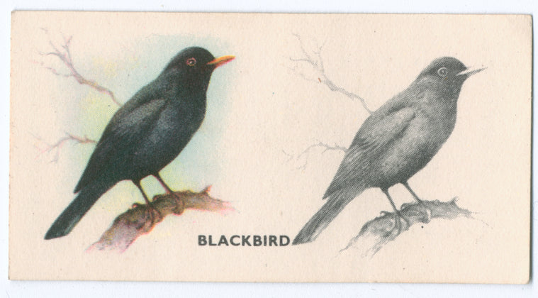 Blackbird.