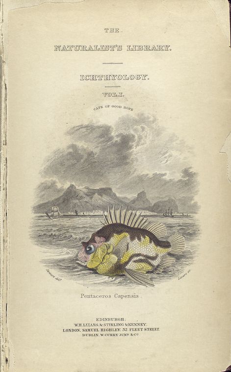 Pentaceros capensis.
