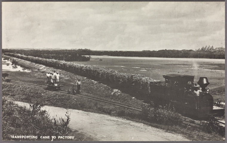 Transporting cane to factory.