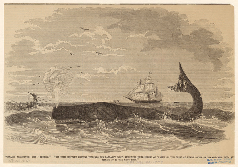 Whaling adventure -- the "flurry"