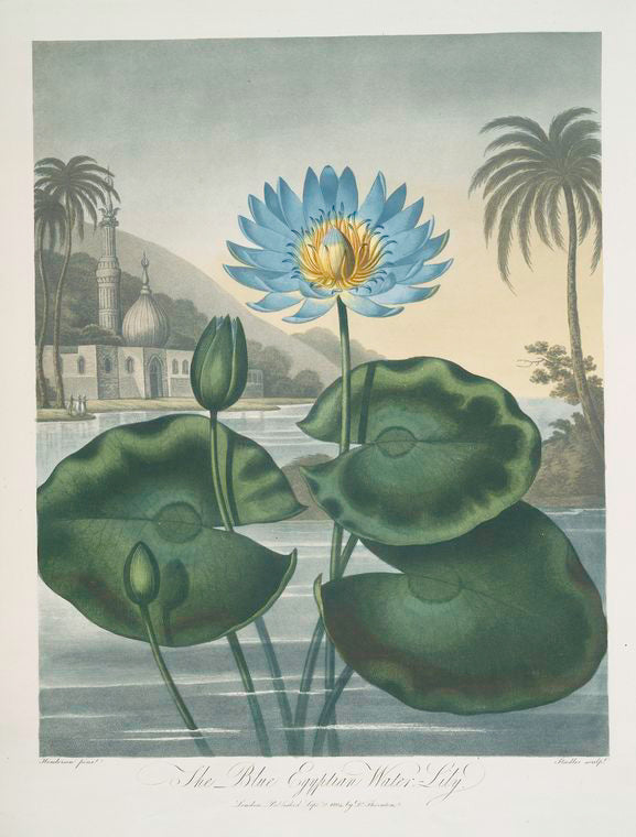 The blue Egyptian water-lily.