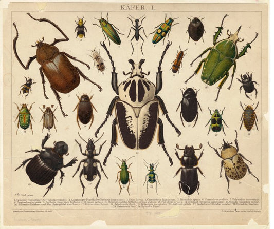 Käfer, I