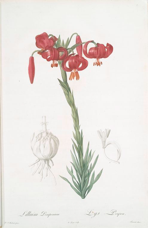 Lilium pomponium
