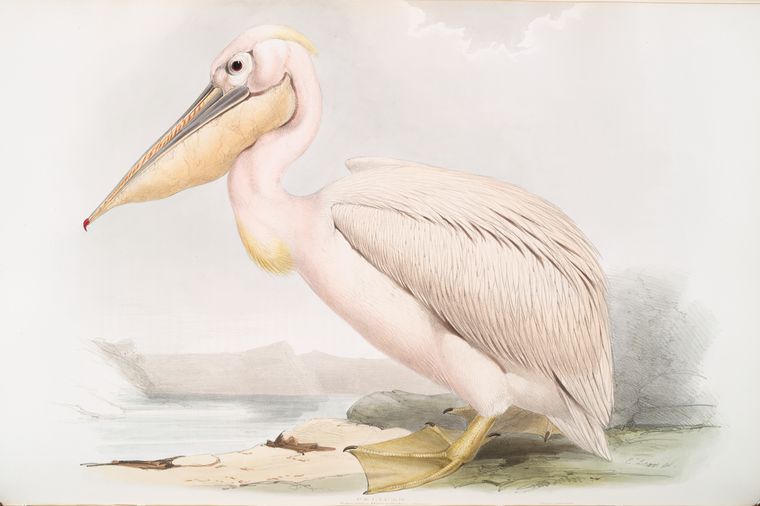 Pelican