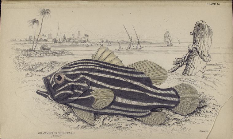 Grammistes orientalis (Madras).