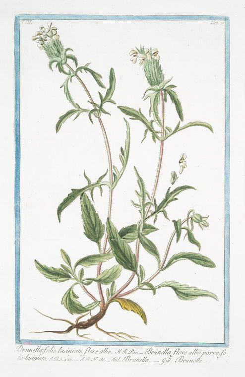 Brunella folio laciniato, flore albo = Brunella flore albo parvo, folio laciniato = Brunella = Brunelle. [Carpenter's herb, Prunella, Self heal, Sickle wort]