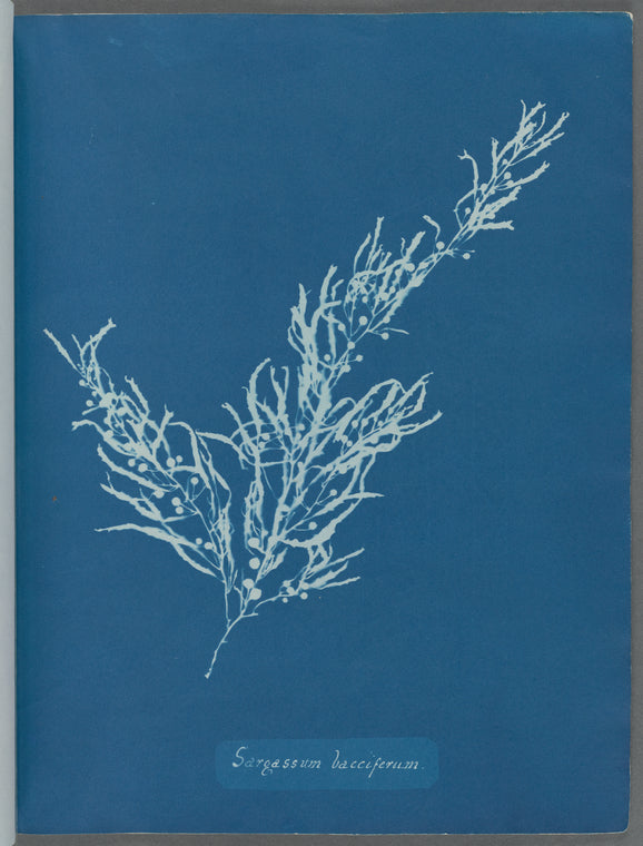 Sargassum bacciferum