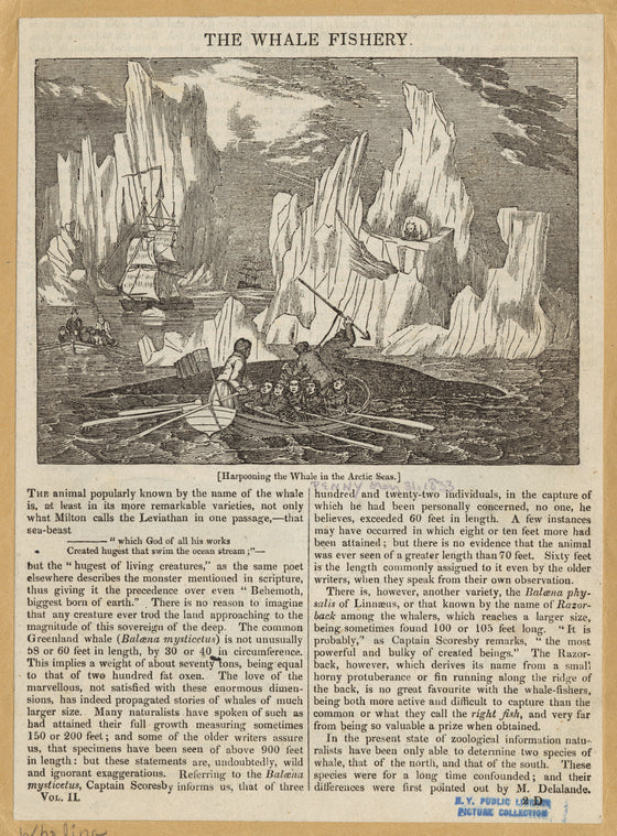 Harpooning the whale in the Arctic seas