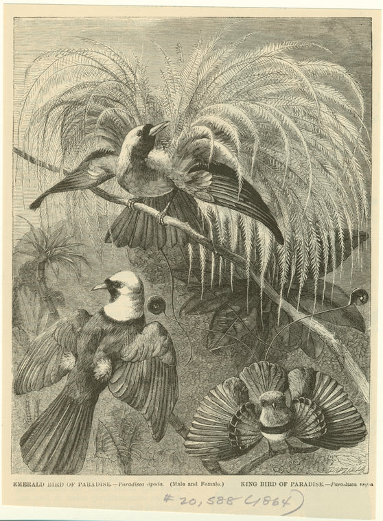 Emerald bird of paradise--Paradisea apoda (male and female); King bird of paradise (Paradisea regia)