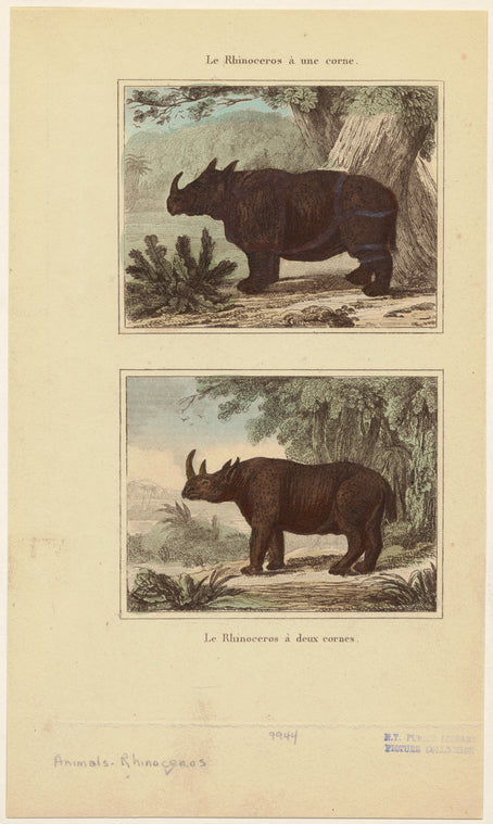 Le rhinoceros á une corne ; Le rhinoceros á deux cornes