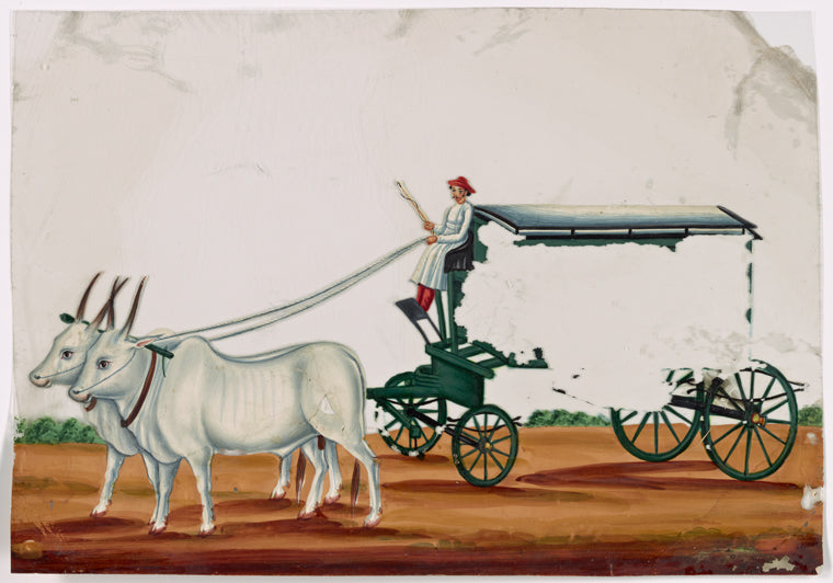 Green wagon pulled by two white oxen, driver in white robe