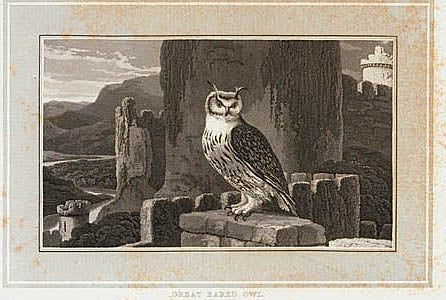 Great Eared Owl.