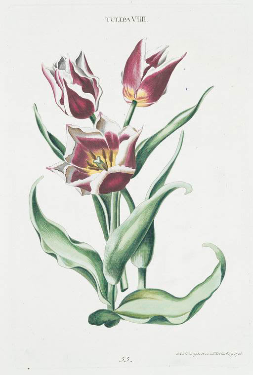 Tulipa VIIII. [Tulip VIIII]