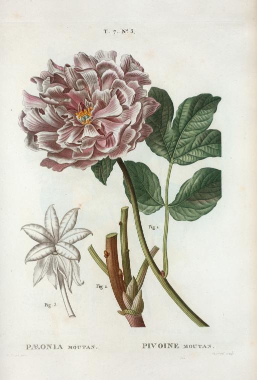 Pæonia moutan = Pivoine moutan. [Tree peony]