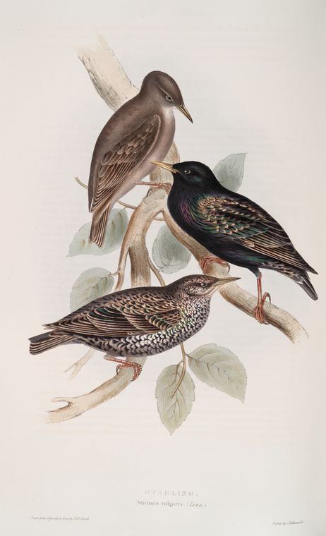 Starling