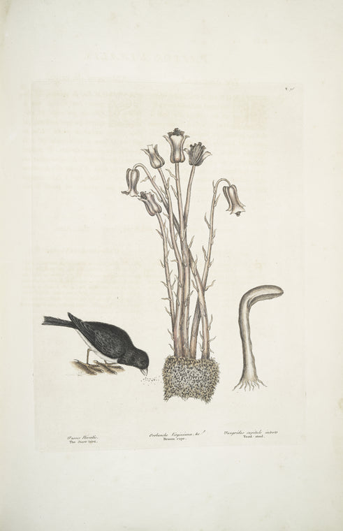 Passer Nivaluis, The Snow-bird; Orobanche Virginiana &c. Broom-rape; Fungoides capitulo intorto, Toad-stool.