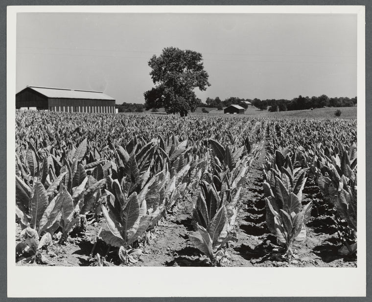 Burley tobacco, usually small and poor crop because of severe drought. Tobacco barn in background on very large farm of Penn Brothers. Near Lexington, Kentucky.
