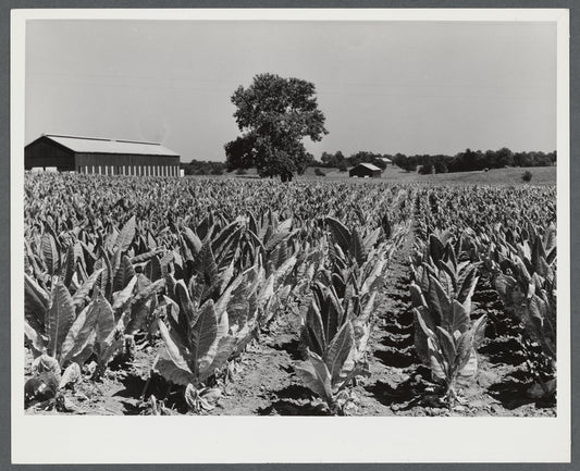 Burley tobacco, usually small and poor crop because of severe drought. Tobacco barn in background on very large farm of Penn Brothers. Near Lexington, Kentucky.