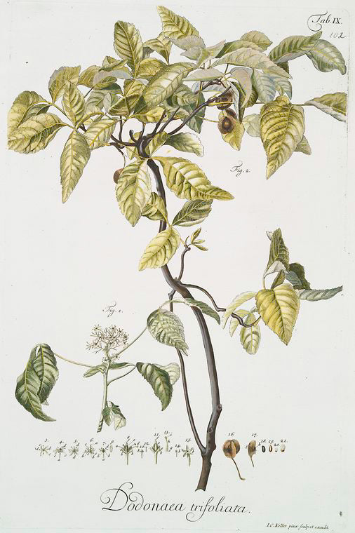 Dodonaea trifoliata. [Three-leaved Varnish leaf]