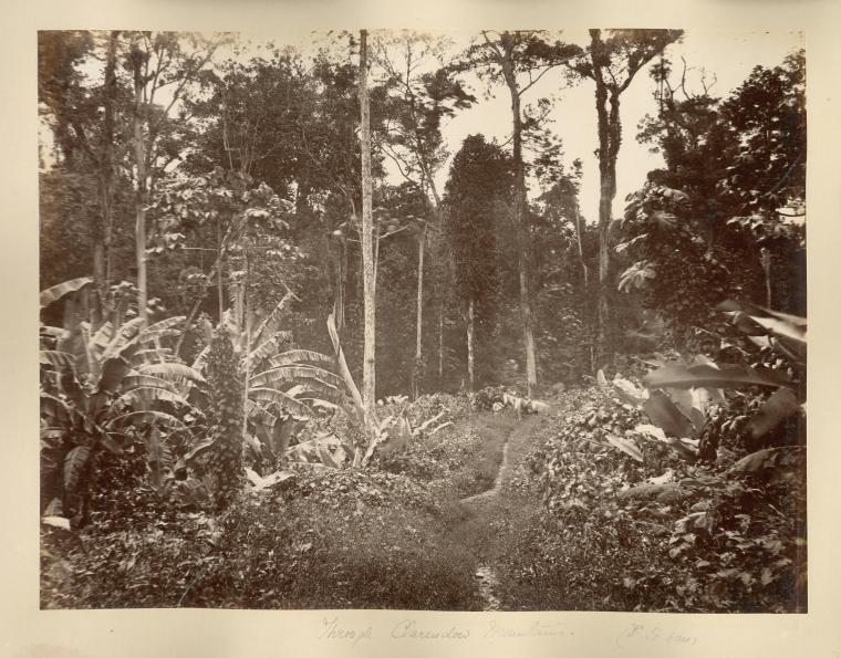 Through Clarendon Mountains. (Dr. I's house)