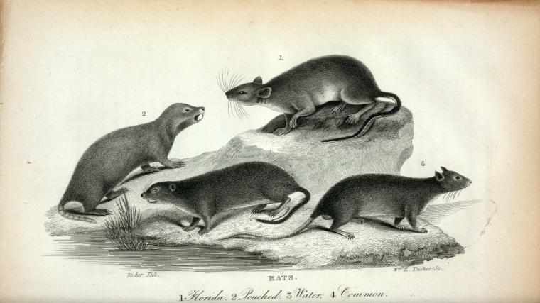 Rats: 1. Florida; 2. Pouched; 3. Water; 4. Common.