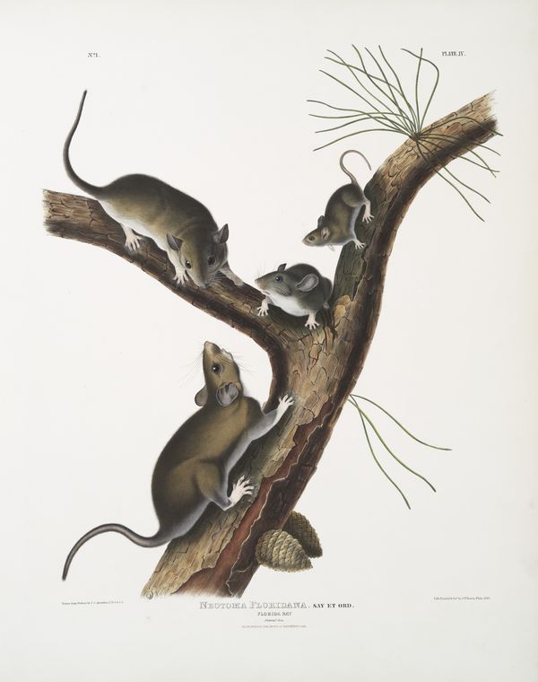 Neotoma Floridana, Florida Rat. Natural size. Male, female and young of different age.