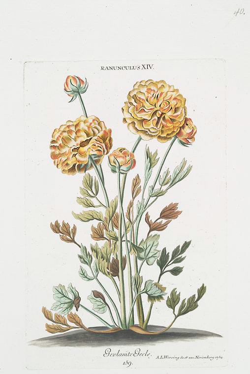 Ranunculus XIV 'Gevlamte Geele'. [Buttercup]