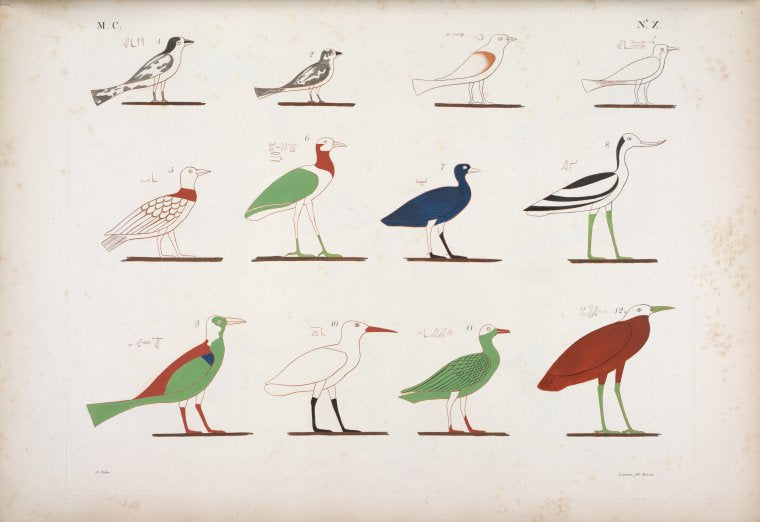 Varie specie d'uccelli rappresentati nelle cacce. La maggior parte sono distinti coi loro antichi nomi scritti in geroglifici.