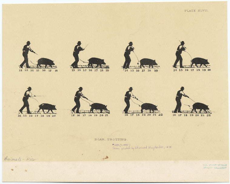 Boar trotting