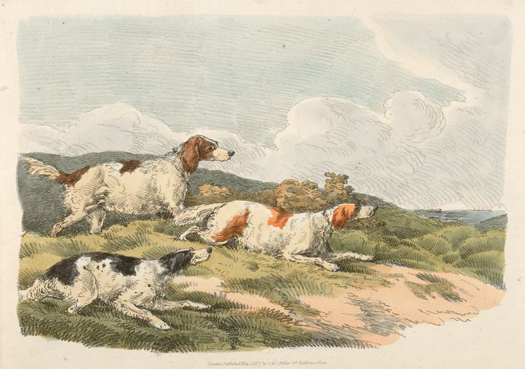 Running hounds.