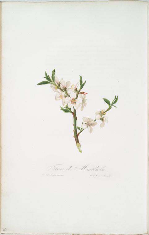 Fiore di Mandorlo. [Almond tree flower]