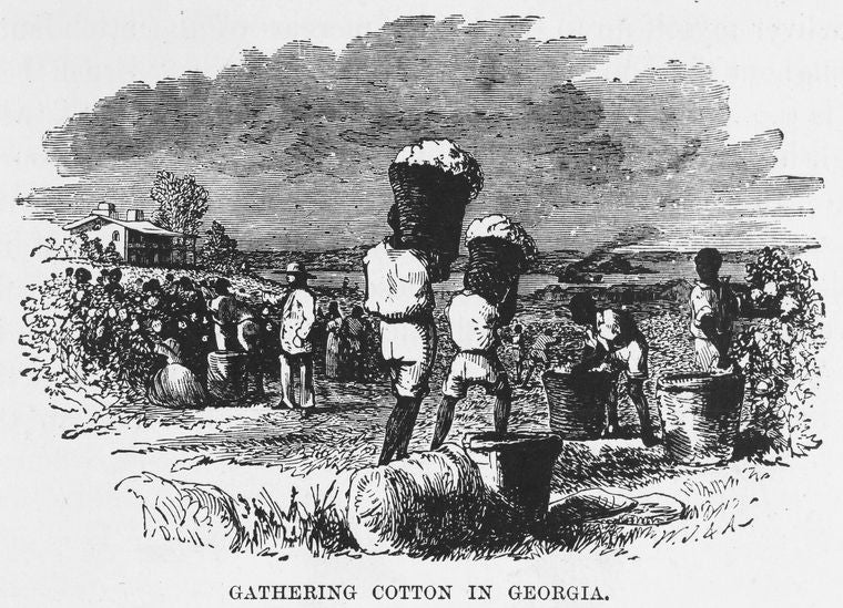 Gathering cotton in Georgia.