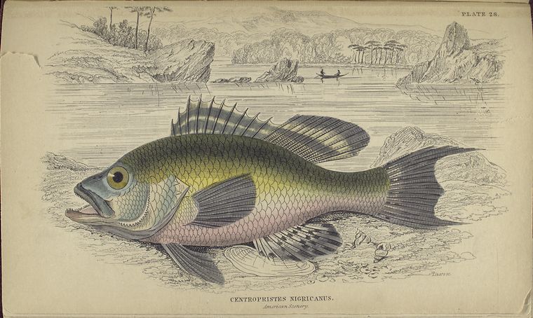 Centropristes nigricanus (American scenery).