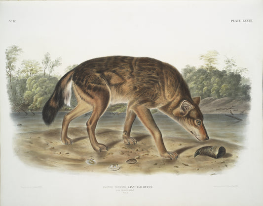 Canis lupus, Red Texan Wolf. (Male.)