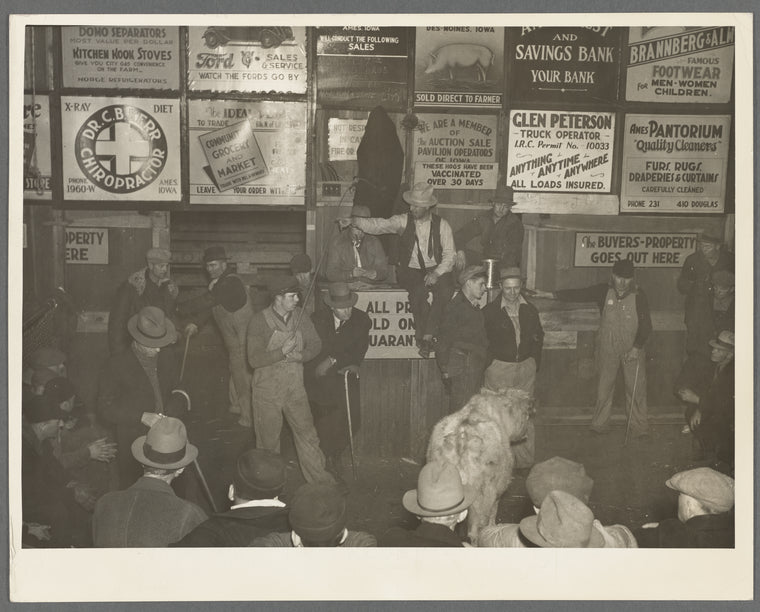 Auctioning livestock at Sales Hall, Ames, Iowa. These sales are very frequent throughout Iowa and Illinois