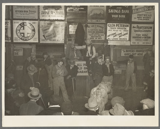 Auctioning livestock at Sales Hall, Ames, Iowa. These sales are very frequent throughout Iowa and Illinois