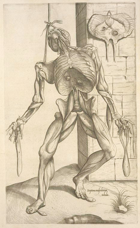 Septima musculorum tabula. [Gruesome figure hanging with a noose around its neck]
