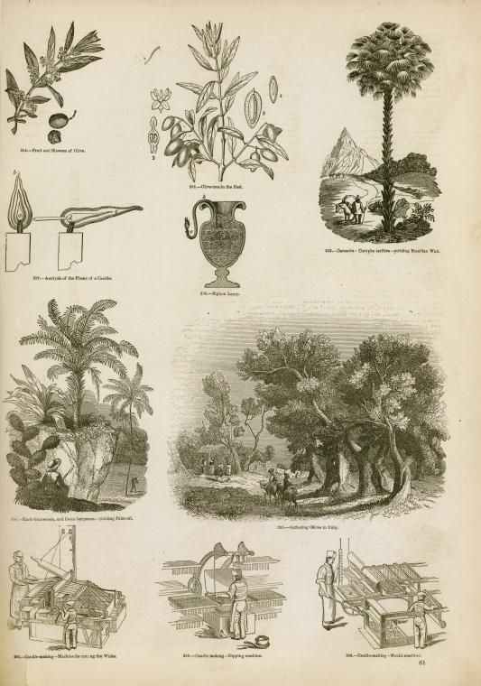 Lighting : sources of oil and wax, candle making